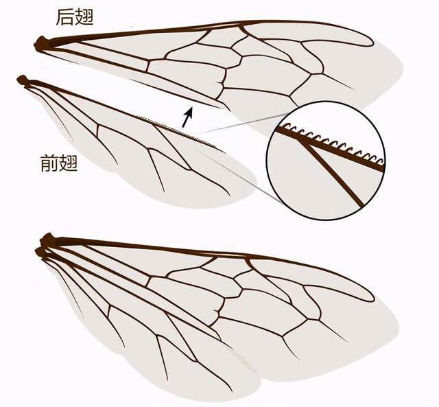 原创蜜蜂不用遵守空气动力学翅膀那么小它们是怎么飞上天的