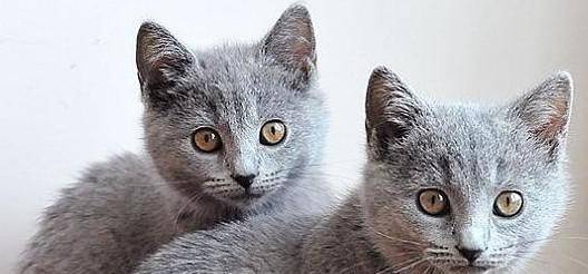 原创猫咪智商十大排名,看看你家的猫入围了吗?