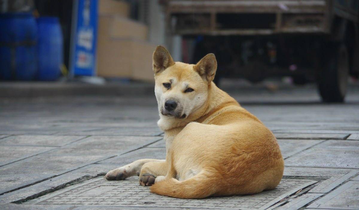 最适合看家护院的狗狗排行榜,国产狗上榜,第一名给它毋庸置疑!