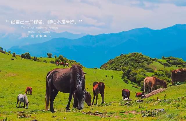 原生态别立牧场!盛夏花开,牛马成群,连绵青山……免费