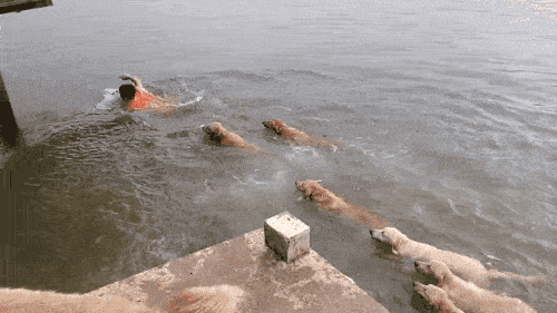 主人在水中游泳累了之后,12只金毛集体跳水救主人画面