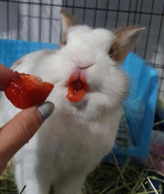 原创当兔子吃完草莓后我发现我忘记兔子长什么样了哈哈哈哈