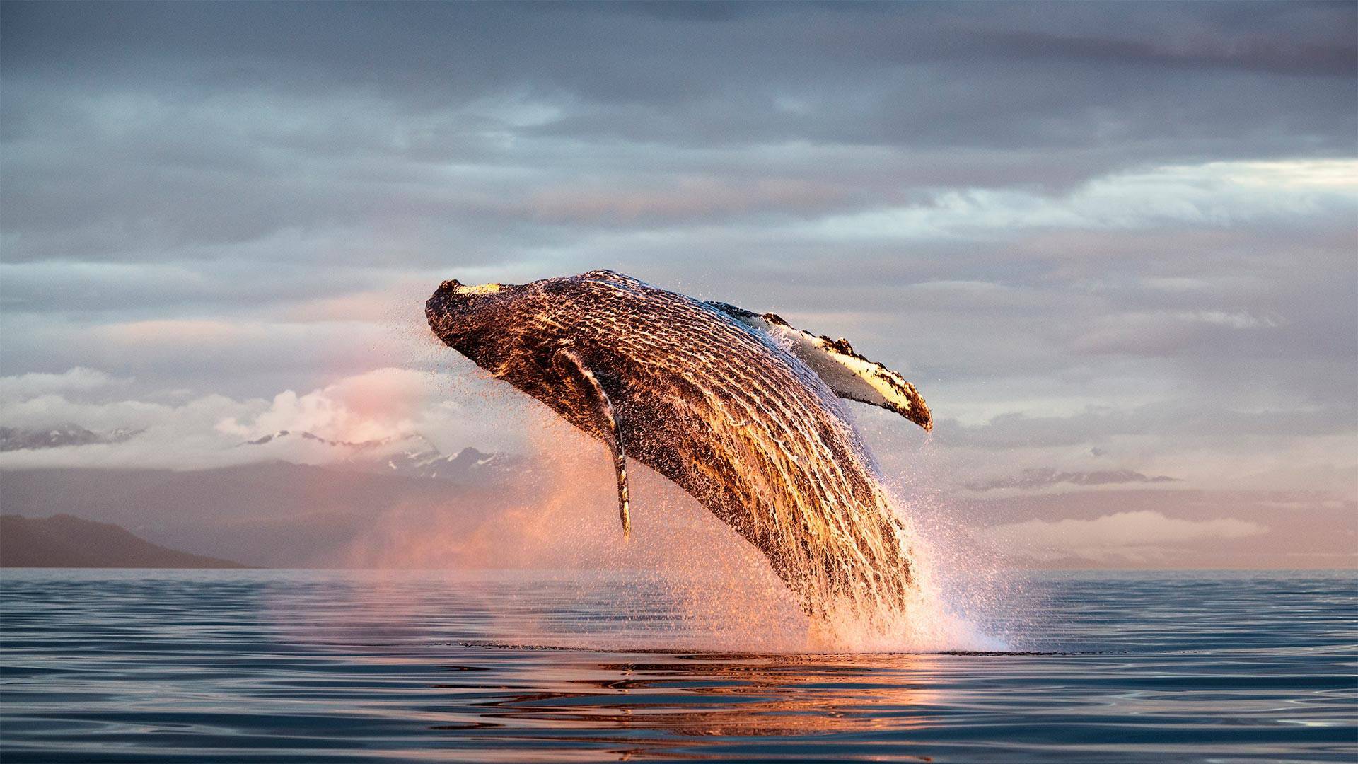 海洋中的侠义之士座头鲸从捕杀到保护其生存境况依然不容乐观