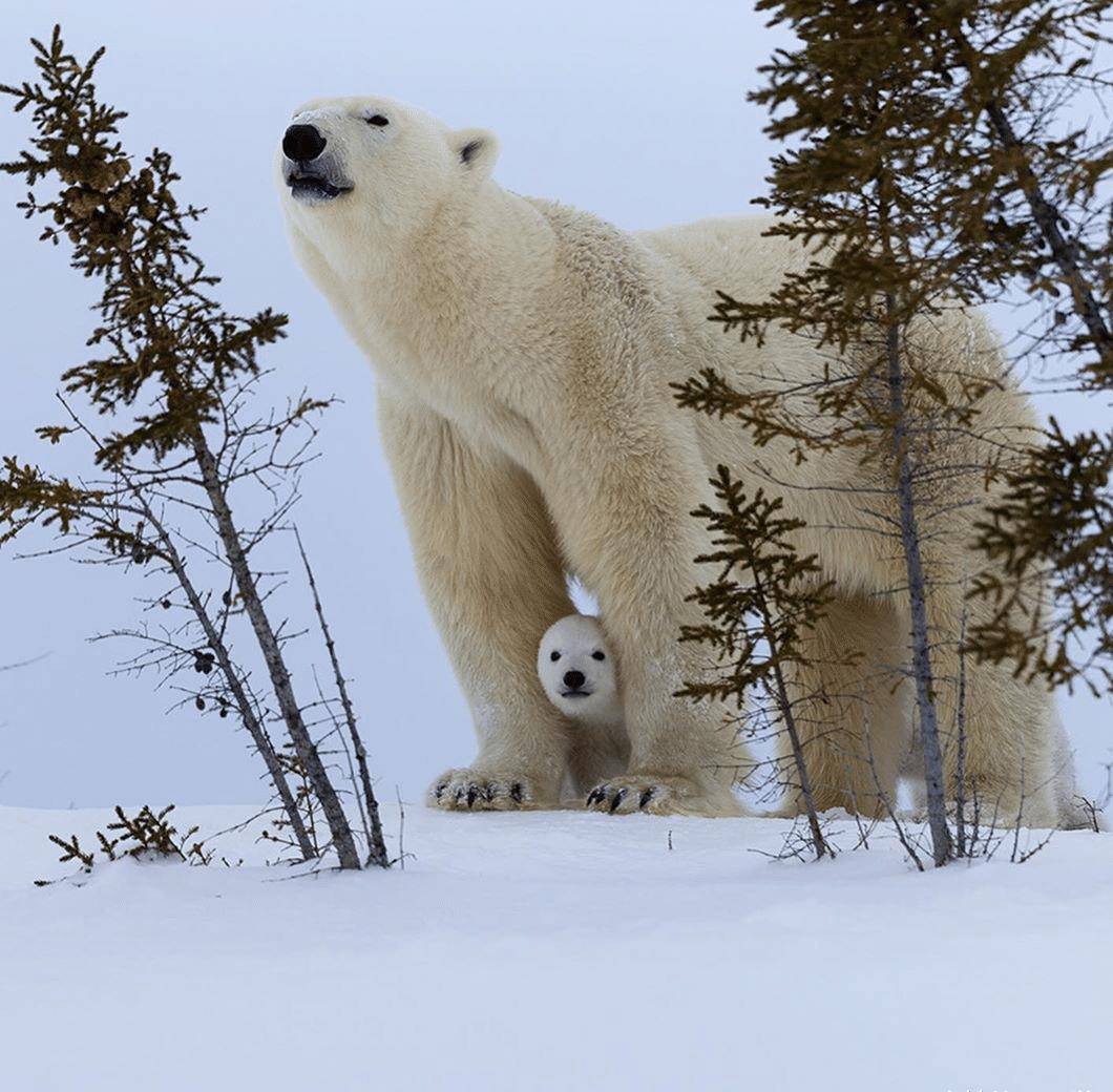 原创结束冬眠的北极熊幼崽,对着镜头"挥爪":嗨,第一个春天!