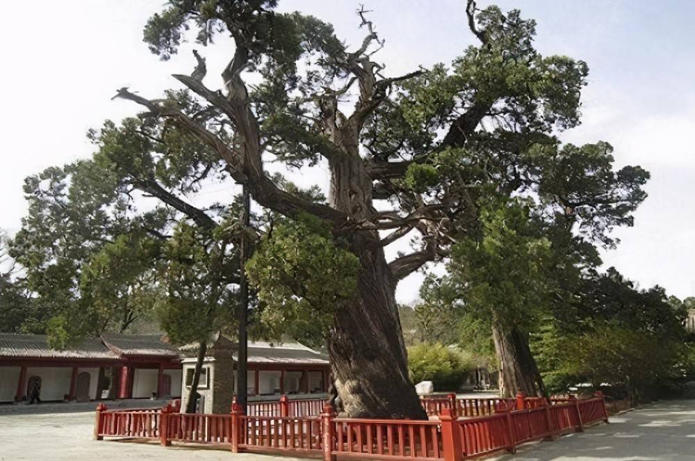 中国十大名树排行榜 迎客松上榜,第一有5000年历史了