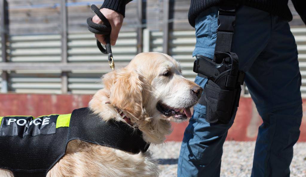 揭秘:警犬到底有多厉害?没有它很多案件破不了