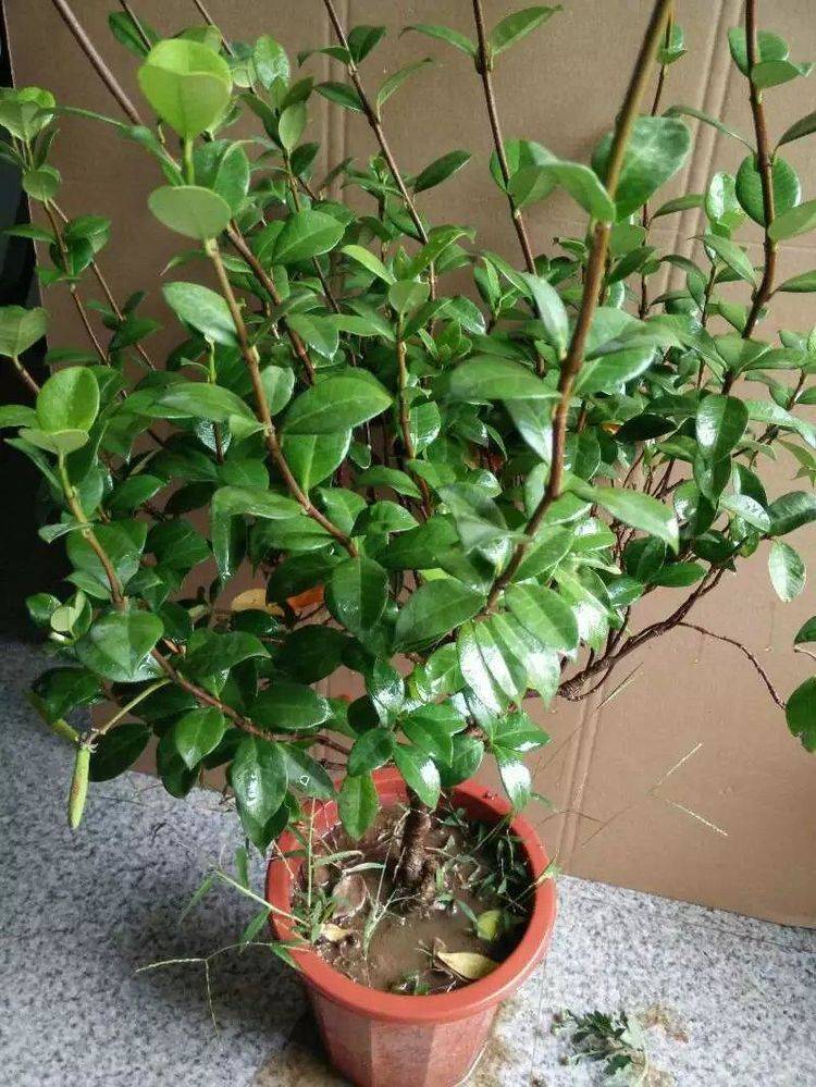 银丝茉莉换盆极品攻略,缓苗快,开花超级多