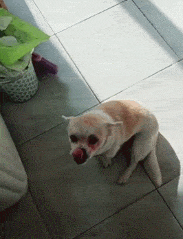 出门半天,嘱咐孩子要照顾好狗狗,然而回家后狗狗变成了这样…但是小