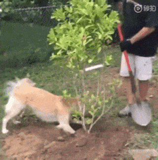 原创狗子帮主人种树超开心!网友:今天蹦了一个环保迪