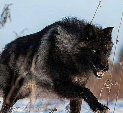 原创来自东北的黑色大狗,人称"黑驴蹄子",迅速蹿红,引欧美人关注