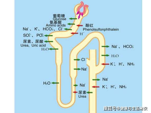 在肾小管中,由于肾小管重吸收作用,再把对人体有力的物质葡萄糖全部