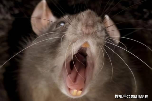 半米大老鼠惊现英国街头,专家估计而后巨鼠数量达1.5亿