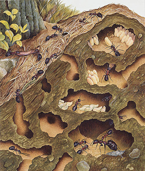 蚂蚁修筑的蚁穴虽然看上去没有蜂巢那么漂亮,但作为一个地下洞穴,蚁穴