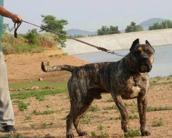 原创伤人最多的犬——加纳利犬