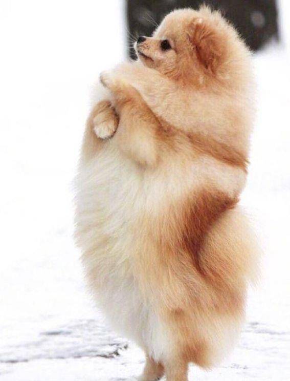 原创日本博美犬"雪中玩耍"爆红,宠主效仿,结果照片一出网友不淡定