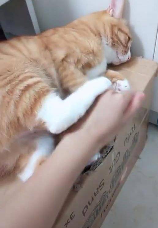 最后我就打算摸摸猫头,谁知道这猫竟然还把头转了过去,你说搞笑不搞笑