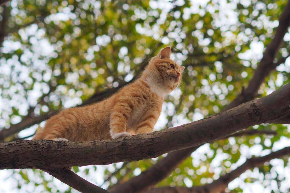 网友在上海偶遇一只会爬树的流浪小橘猫!胖胖的身躯居然很敏捷