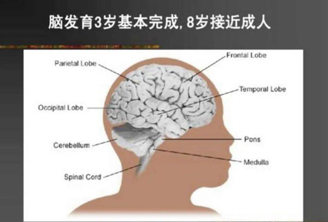 哈佛研究发现:孩子大脑发育会经历3次高峰期,能抓住一个也不错