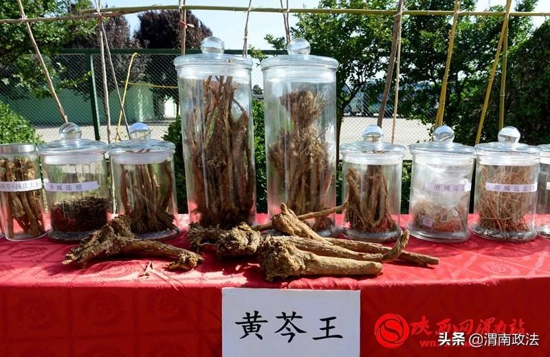 中国陕西澄城中药材高质量发展大会召开组图