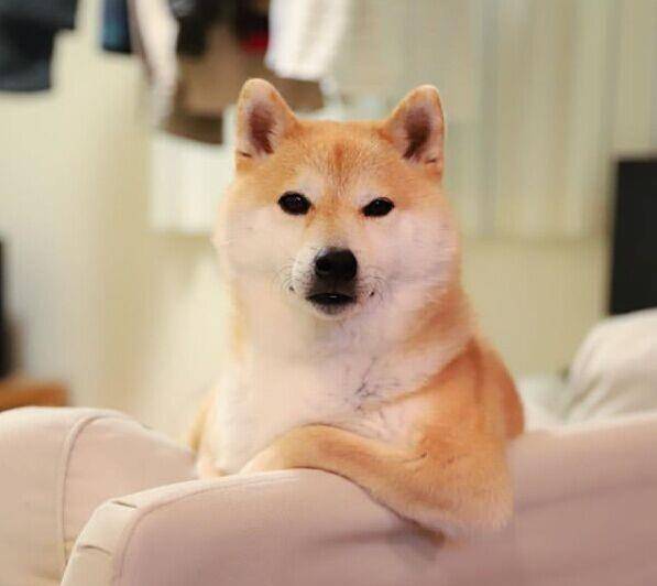 这只日本柴犬像溺爱的父母一样哄婴儿停止哭泣而爆红网络