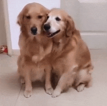 原创两只金毛狗狗拍合照右边那只越来越放肆左边的黑脸疑似被逼婚