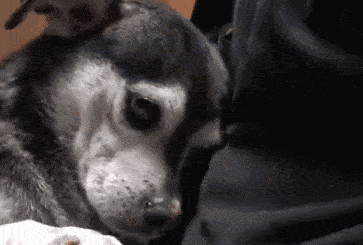 狗子是不会哭的!