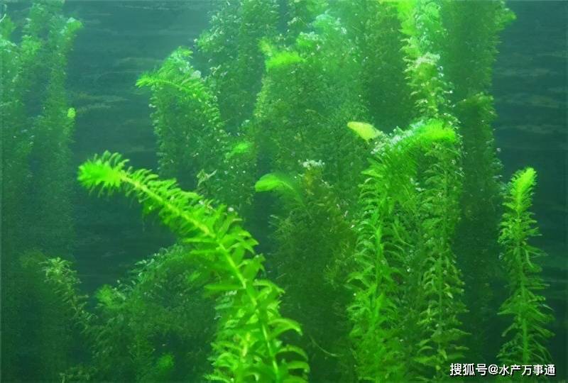 浅谈水产养殖中的水草与水藻