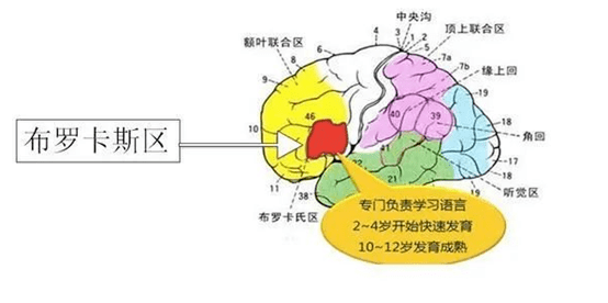 这是因为大脑中负责学习语言的部位,即"布罗卡氏区"在人的幼年时期