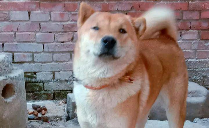 原创土狗睡醒伸了伸懒腰突然仰天狂吠狗练练嗓音