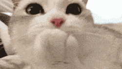 原创养猫注意事项纯干货教你三分钟度过新手期