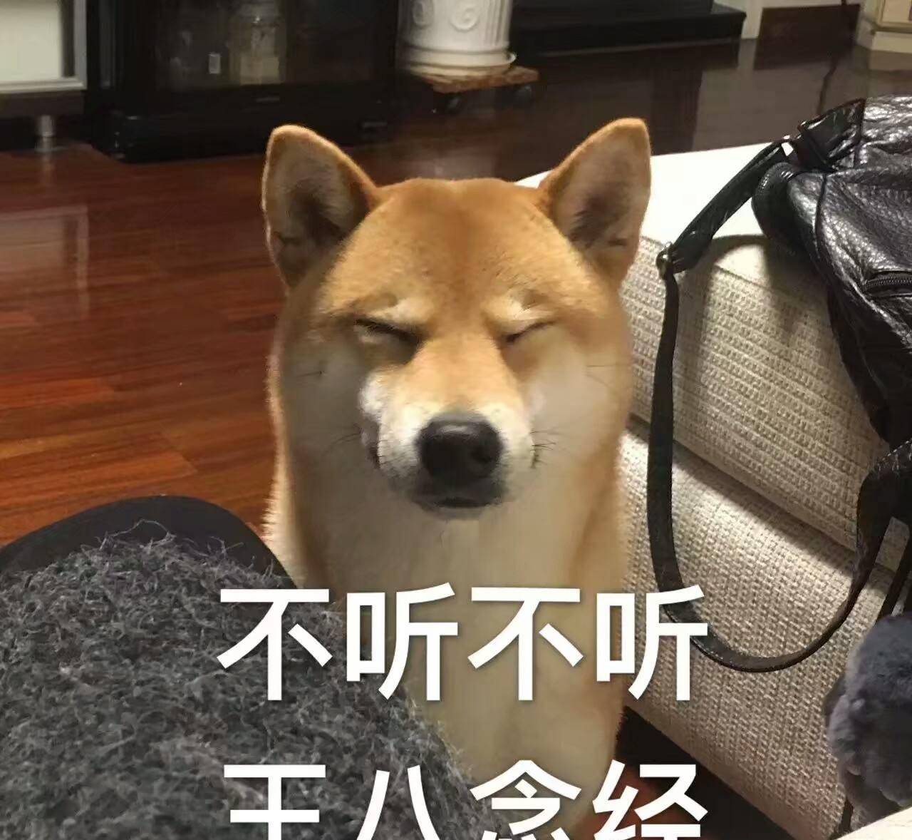 身为养狗人,谁的手机没有几张,狗狗沙雕表情包呢?