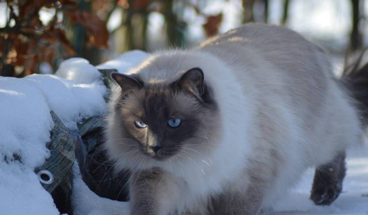 猫并非天然高冷,猫只是善于根据环境做出利于猫的选择