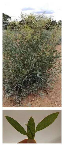 小叶多苞桉树精油品质效果不同于其他品种桉树精油