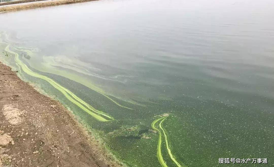 死藻产生的代谢产物以及不完全分解产生的污染物都会严重影响其它藻类