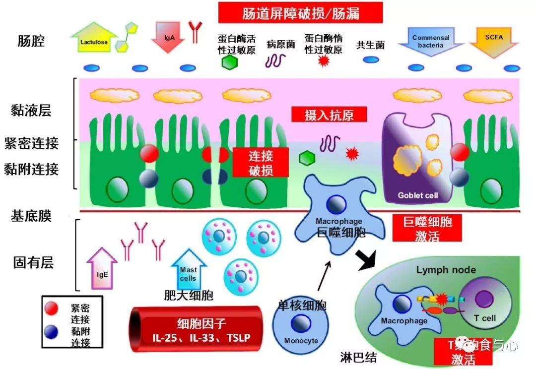 肠漏,你必须知道的热知识11:皮肤屏障,痤疮和湿疹皮炎_生物