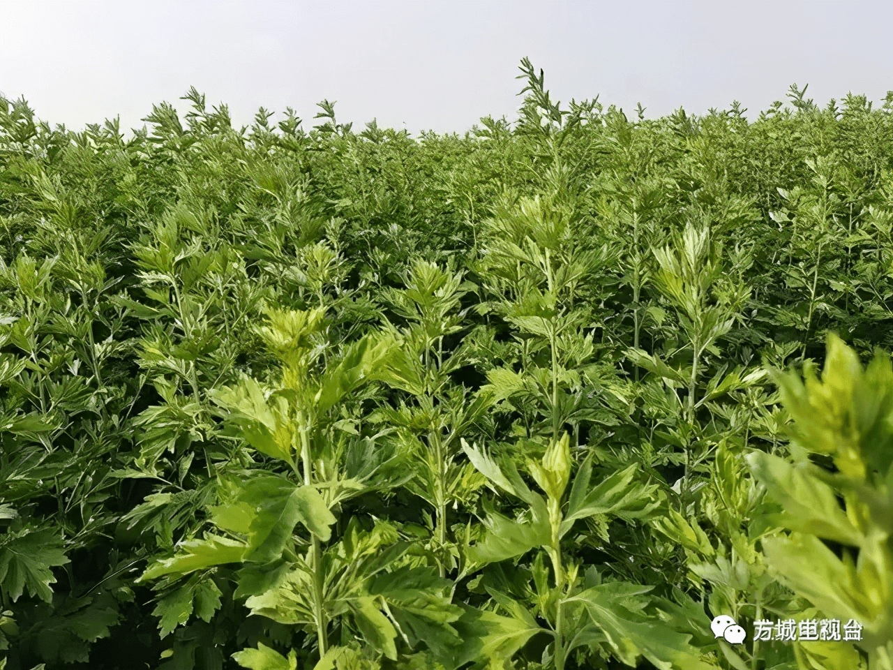 方城县举办首届南阳艾端午品艾节启动艾草产业园建设