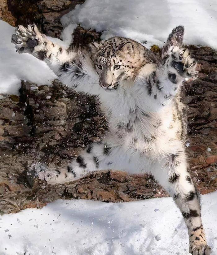 原创为啥雪豹是最沙雕的猫科动物?网友:雪山之王的霸气,毁于神经质