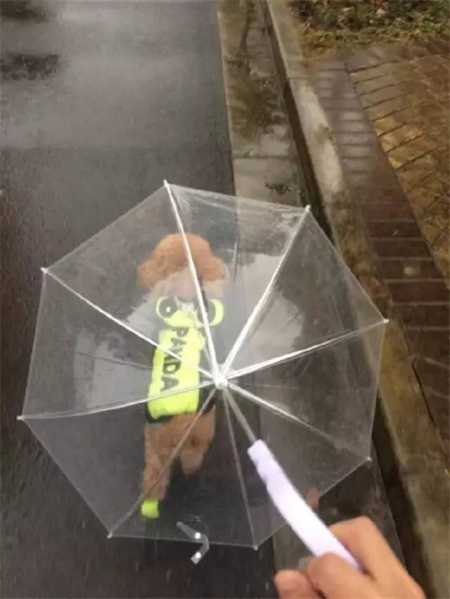 竟然还有专门的狗狗雨伞,这画风好特别
