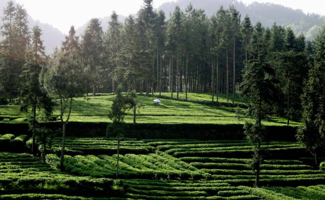 茶区变景区茶山变金山贵州茶旅融合促产业发展