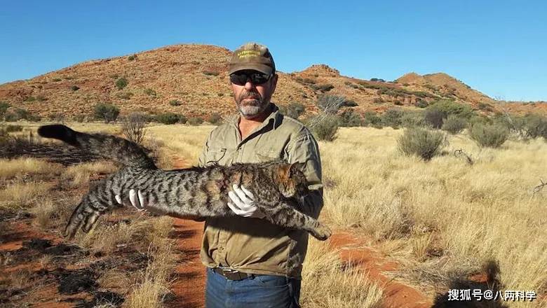 澳大利亚野猫成患,建防猫栏,灭猫保护本土动物,却越护越蠢?
