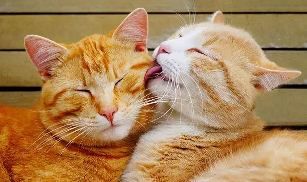 猫咪舔人是爱的表示吗?铲屎官不要想太多,遇到直接舔回去就对了