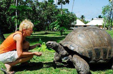 据说世界上最大的乌龟是太平洋上大一个小岛上的象龟!
