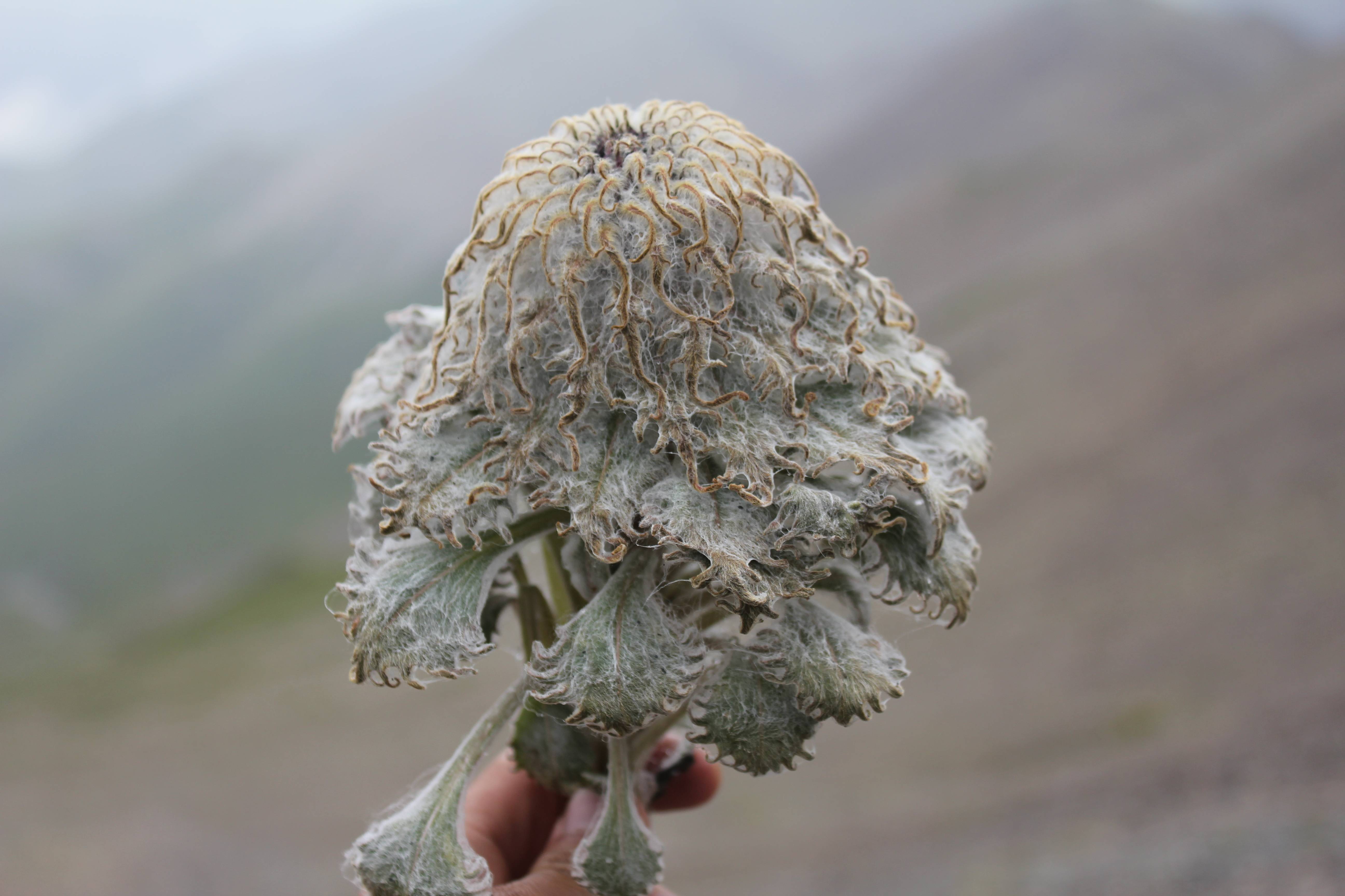 探秘藏药绽放在青藏高原的雪莲花