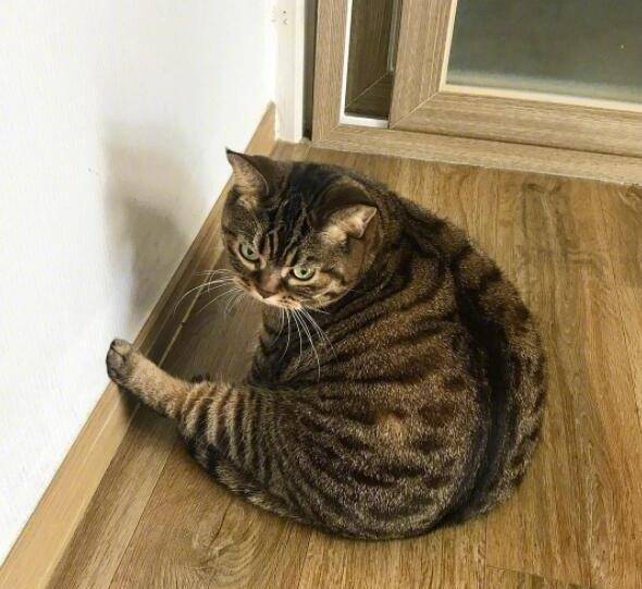 一只狸花猫胖到自己嫌弃自己,主人:为啥胖自己心里没数?