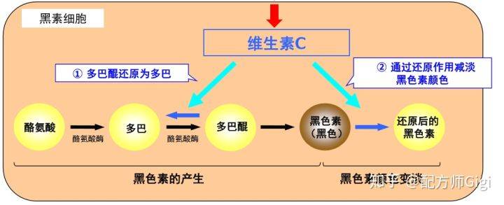 vc 在很多体内非常重要的氧化还原反应中发挥着作用,其中就包括黑色素