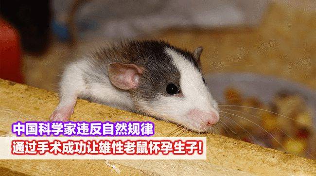 科学家成功让公鼠怀孕,未来怀孕不用麻烦女人了吗?_老鼠