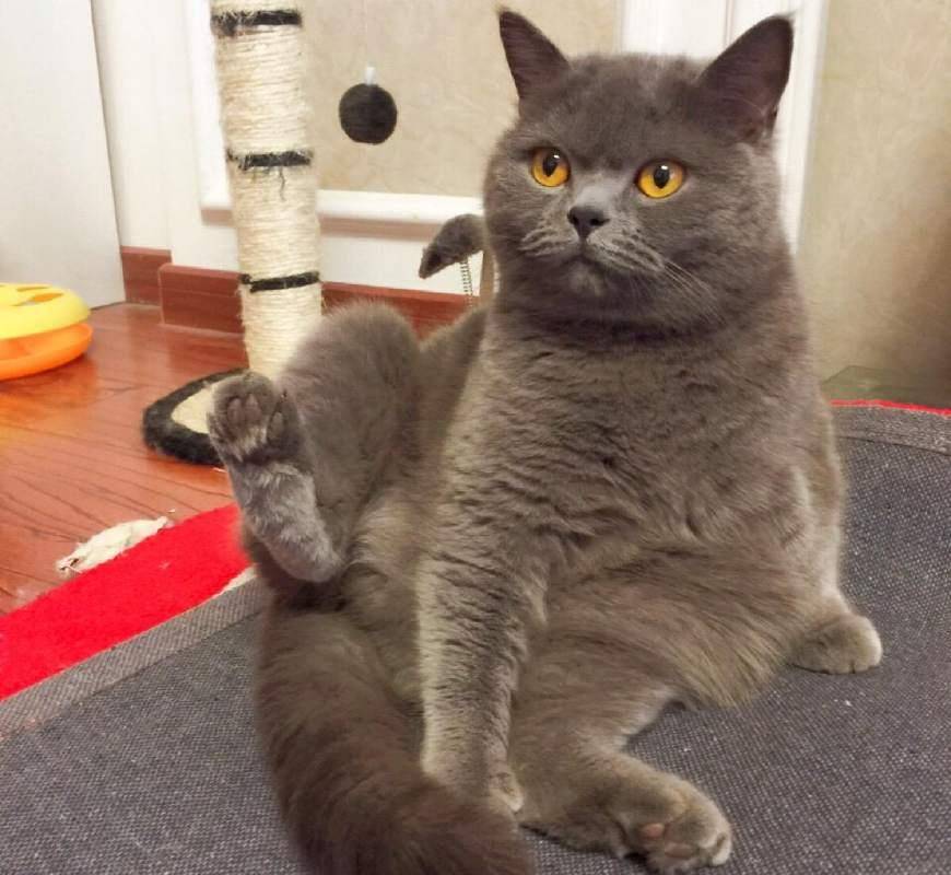 原创挑选纯种英国短毛猫方法