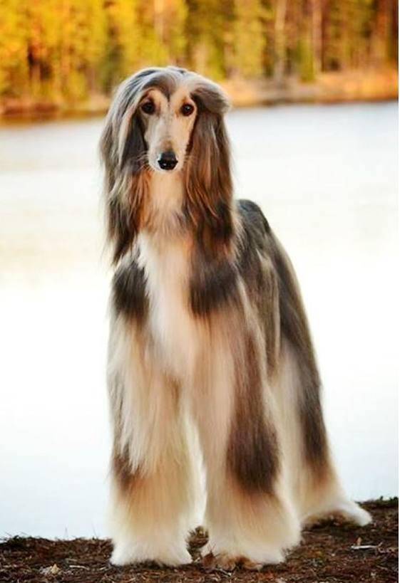 它获称:世界上最漂亮的狗,一身光泽的毛发"高贵"如"女王
