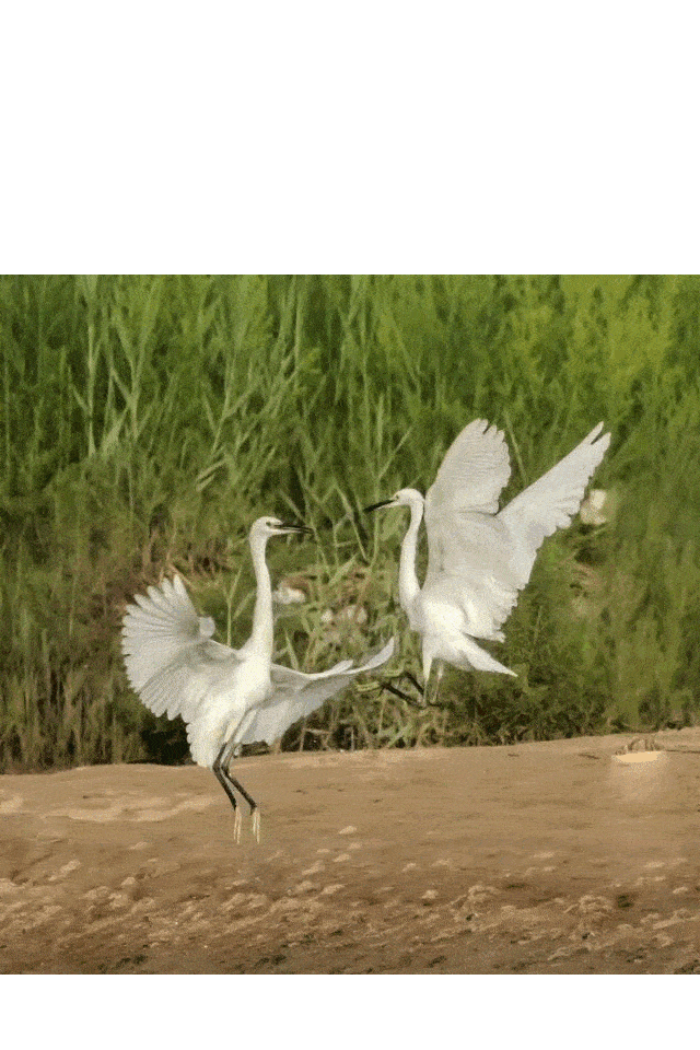 摄影师偶然发现两只白鹭打架,好可爱啊!