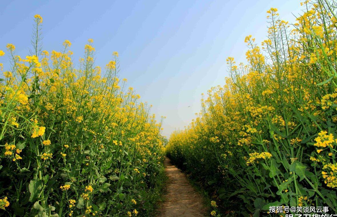 原创2020年汉中油菜花节:花期预告